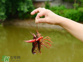 釣龍蝦用什么肉？釣龍蝦用什么肉是最厲害的？