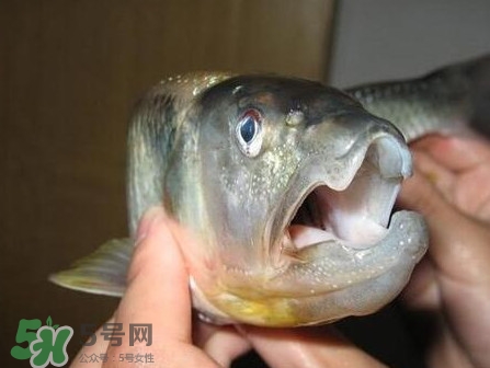 馬口魚怎么釣？馬口魚什么時候釣最好