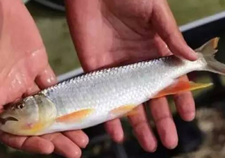 馬口魚能長多大？馬口魚最大能長多長？