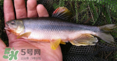 馬口魚多少錢一斤2017？野生馬口魚多少錢一斤？