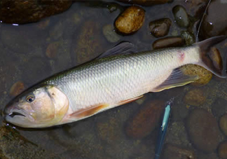 馬口魚多少錢一斤2017？野生馬口魚多少錢一斤？