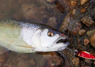 釣馬口魚用什么餌料？釣馬口魚用什么打窩？