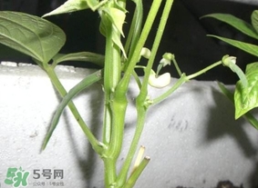 刀豆什么時候播種？刀豆幾月份播種