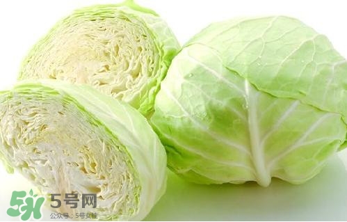 圓白菜是卷心菜嗎？圓白菜是不就是卷心菜