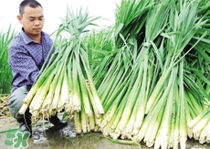 哪些人不能吃篙芭?篙芭適合哪些人吃?