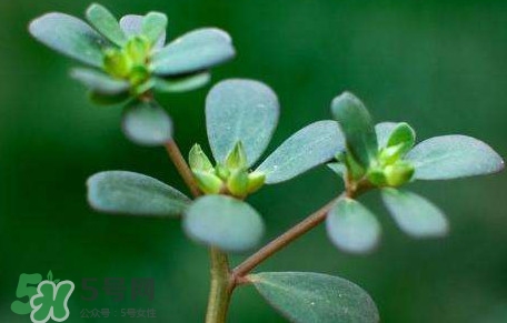 螞蚱菜對(duì)人體有哪些好處？螞蚱菜不能和什么一起吃