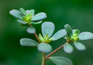 螞蚱菜洗好后怎么保存？剛采的螞蚱菜能存放幾天