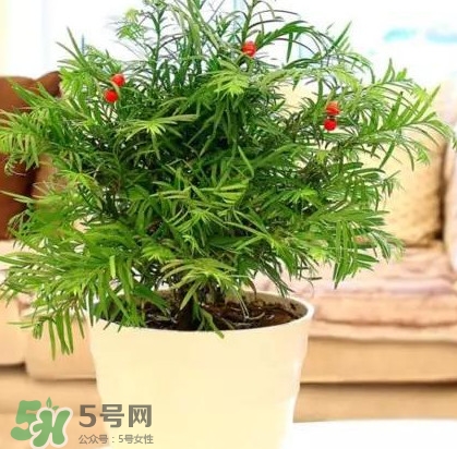 紅豆杉是什么？紅豆杉是裸子植物還是被子植物