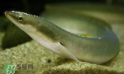 鰻魚是鱔魚嗎？鰻魚是白鱔嗎