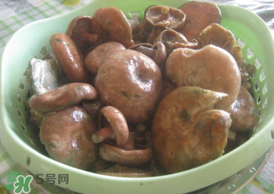 重陽(yáng)菌多少錢一斤？重陽(yáng)菌怎么清洗