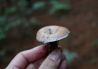 重陽菌什么時候有？重陽菌不能與什么食物一起吃