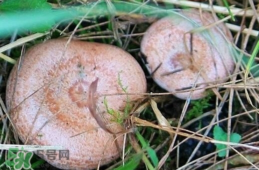 重陽(yáng)菌多少錢一斤？重陽(yáng)菌怎么清洗