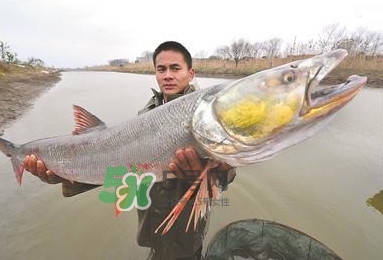 鳡魚多少錢一斤？野生鳡魚多少錢一斤