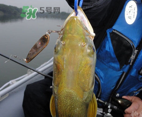 鳡魚好吃嗎？鳡魚刺多嗎