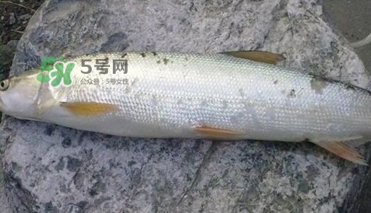 鳡魚好吃嗎？鳡魚刺多嗎