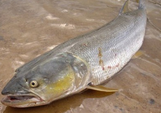 鳡魚怎么釣？鳡魚在魚缸里怎么養(yǎng)