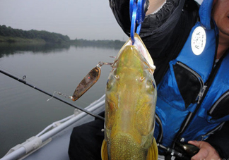 鳡魚好吃嗎？鳡魚刺多嗎