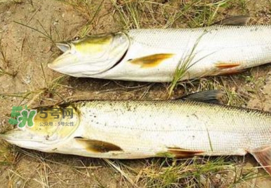 鳡魚怎么釣？鳡魚在魚缸里怎么養(yǎng)