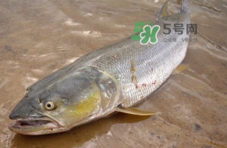 鳡魚是什么魚？鳡魚是淡水魚嗎