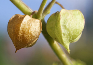 菇娘是寒性還是熱性？菇娘是哪里產(chǎn)的