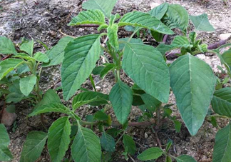 野莧菜孕婦能吃嗎？莧菜和野莧菜的區(qū)別