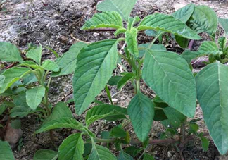 炒野莧菜要焯水嗎？野莧菜和山藥能在一起吃嗎