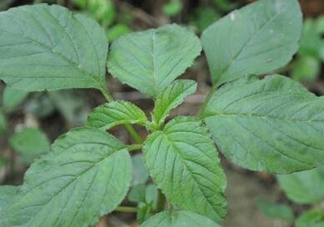 野莧菜有刺嗎？野莧菜和刺莧菜一樣嗎