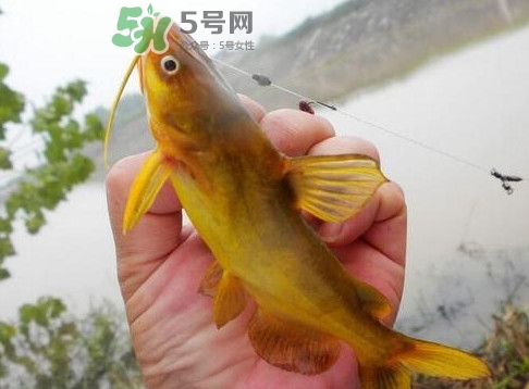 黃刺魚多少錢一斤？野生黃刺魚多少錢一斤