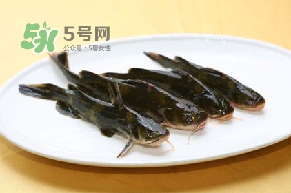 黃刺魚多少錢一斤？野生黃刺魚多少錢一斤