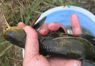 黃刺魚死了能吃嗎？黃刺魚不能與什么同食