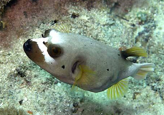 河豚魚是海鮮嗎？河豚魚是淡水魚嗎