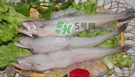 龍頭魚(yú)孕婦可以吃嗎？孕婦能吃龍頭魚(yú)嗎