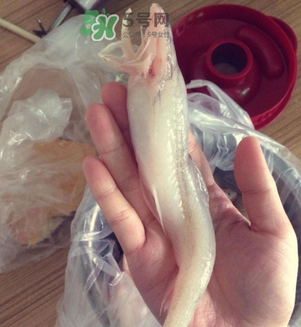 買龍頭魚怎么挑選？冰凍龍頭魚怎么去內(nèi)臟