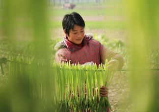 貢菜怎么保存？曬干的貢菜怎么泡發(fā)