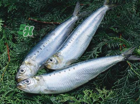 沙丁魚(yú)和秋刀魚(yú)有什么不一樣？秋刀魚(yú)和沙丁魚(yú)的區(qū)別