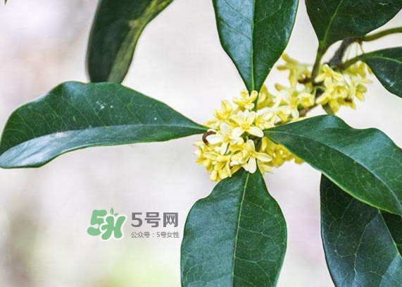 桂花樹種在院子哪里好？桂花樹種在家門口好嗎