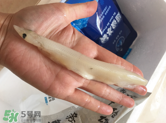 大銀魚多少錢一斤？大銀魚怎么洗？