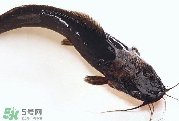 黑魚厲害還是鯰魚厲害？黑魚是世界上最臟的魚