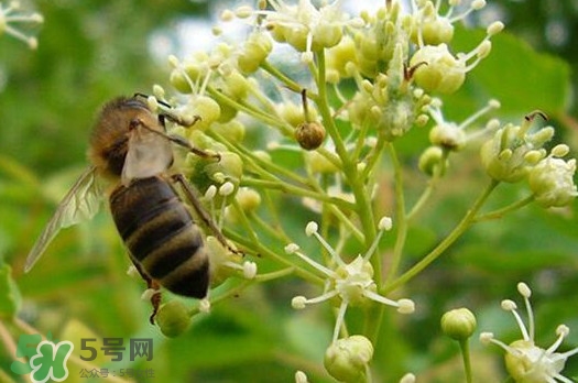 椴樹蜜是什么顏色？椴樹蜜是白色的嗎