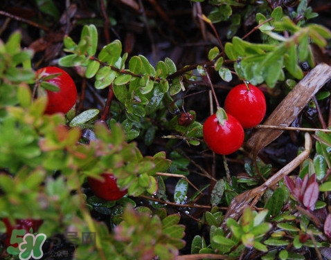 蔓越莓干熱量高嗎？蔓越莓干和新鮮蔓越莓營(yíng)養(yǎng)價(jià)值的區(qū)別