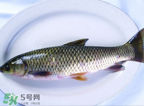 鯇魚是什么魚？鯇魚是怎樣來(lái)的