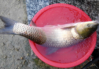 釣鯇魚用什么魚餌？鯇魚怎么做好吃