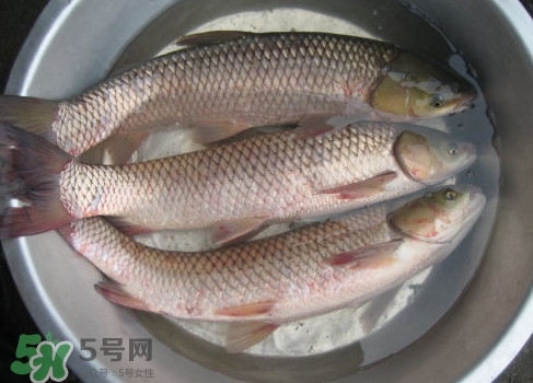 鯇魚是什么魚？鯇魚是怎樣來(lái)的