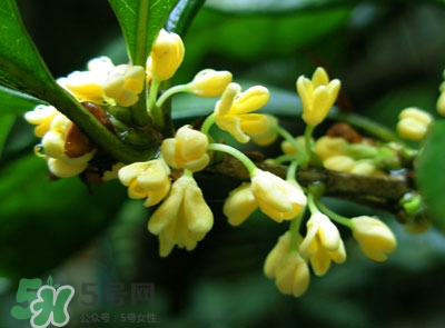 新鮮桂花怎么清洗？新鮮桂花可以冷凍嗎？