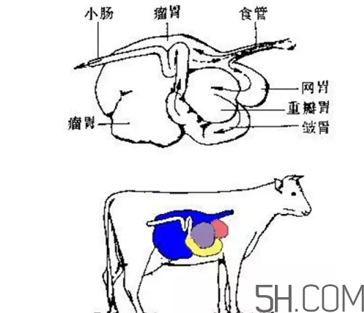 牛百葉和毛肚是一個(gè)東西嗎？牛百葉上面有層黑皮能吃嗎？