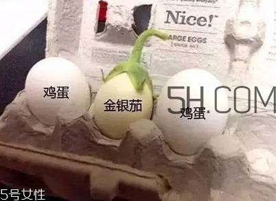 蛋樹可以種植嗎？蛋樹苗哪里可以買到