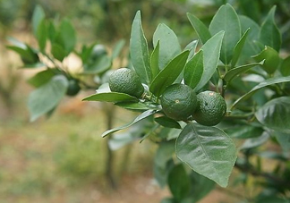 貢柑怎么預(yù)防裂果？貢柑種植管理技術(shù)