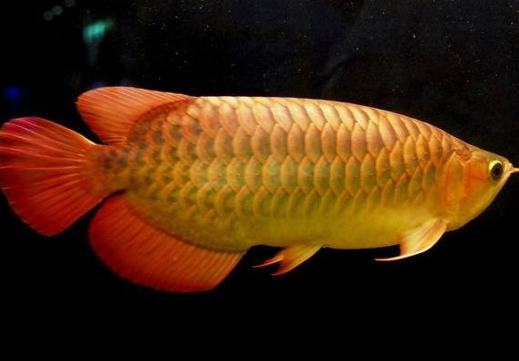 金龍魚(yú)能吃嗎？紅龍魚(yú)貴還是金龍魚(yú)貴