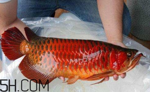 金龍魚(yú)能吃嗎？紅龍魚(yú)貴還是金龍魚(yú)貴