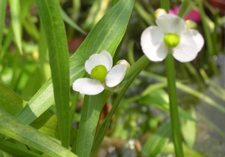 慈菇什么時候種？慈菇什么季節(jié)有